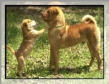 Shar Pei, doros�y, szczeniak, trawa